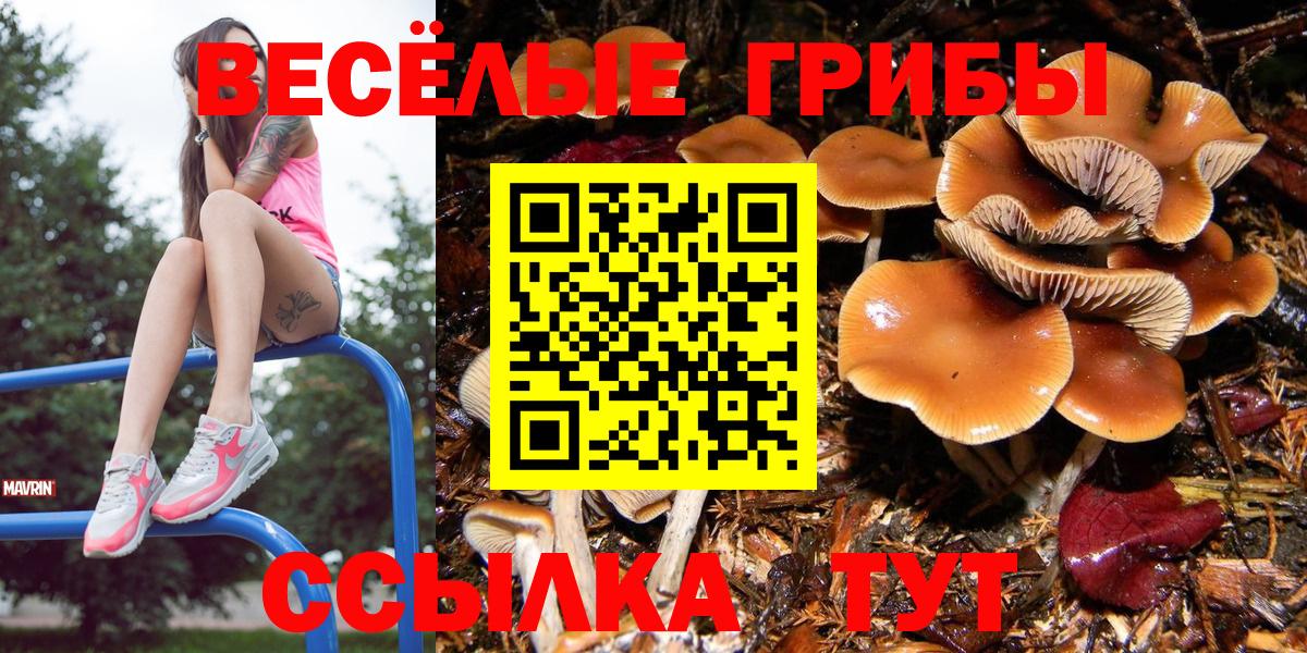 Карпинск  Галлюциногенные грибы Psilocybe  Вход с VPN 
